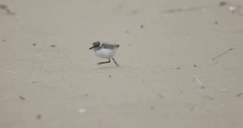 Ringed Plover chick runs on the beach, 4K slomo Stock Footage 258149132