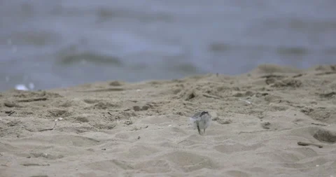 A ringed plover chick runs towards the sea, 4K slomo Stock Footage 258157869