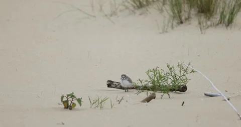 A ringed plover chick is standing next to a bush, 4K slomo Stock Footage 258164208