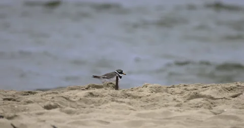 A ringed plover feeds on the seashore, 4K slomo Stock Footage 258157679