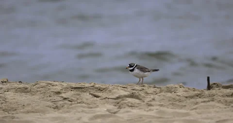 Ringed Plover feeds on the seashore, 4K slomo Stock Footage 258158637