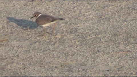 Ringed Plover 스톡 동영상 31040192