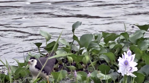 Ringed Plover Video stock 67347434