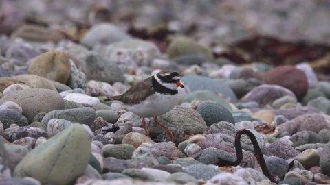 Ringed Plover Stock Footage 134391371