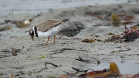 Ringed Plover Foraging and Eating a Worm on an Icelandic Beach Video stock 339634664