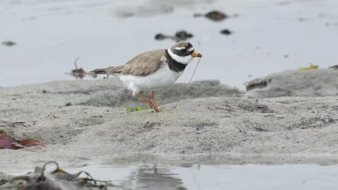 Ringed Plover Foraging and Eating a Worm on an Icelandic Coastal Shore Stock Footage 339634691