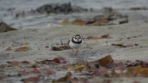Ringed Plover Foraging and Eating a Worm on a Kelp-Covered Beach in Iceland 库存影片 339637003