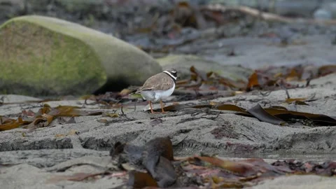 Ringed Plover Foraging on Kelp-Covered Beach in Iceland Stock Footage 339636994