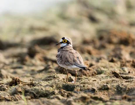 Ringed plover Foto stock