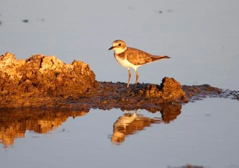 Ringed plover Stock Photos
