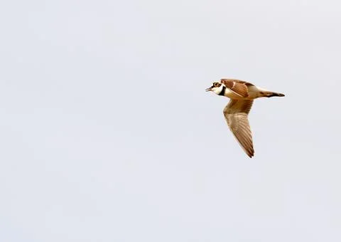 Ringed plover Stock Photos