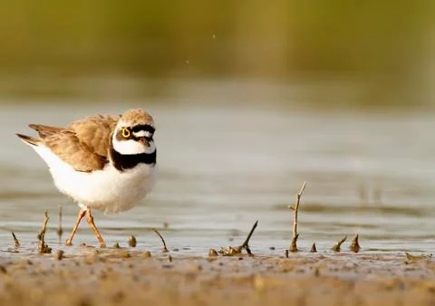 Ringed plover Stock Photos