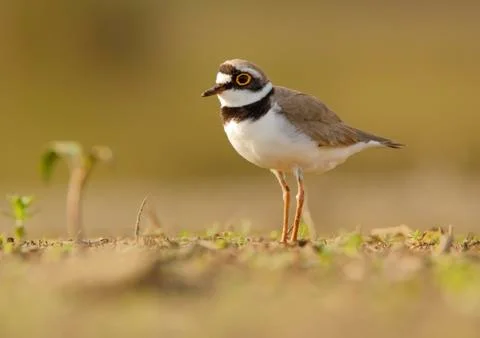 Ringed plover Stock Photos