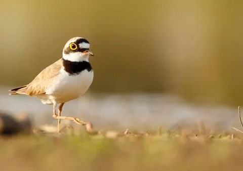 Ringed plover Stock Photos