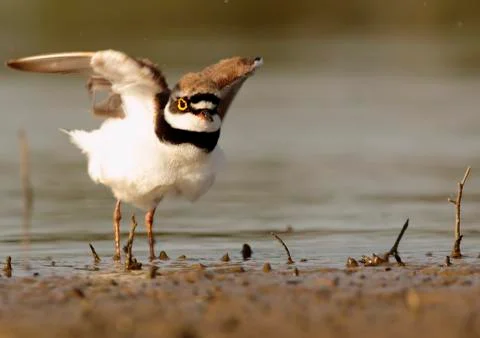 Ringed plover Stock Photos