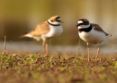 Ringed plover Stock-Fotos