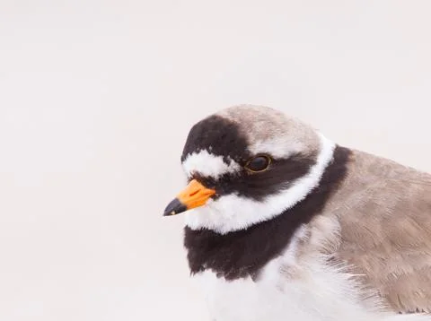 Ringed plover portrait Stock Photos