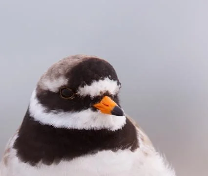 Ringed plover portrait Stock Photos