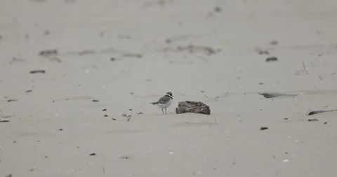 A ringed plover stands still on the beach, 4K slomo Stock Footage 258153740