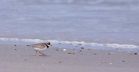 Ringed plover walking on a beach Stock Photos