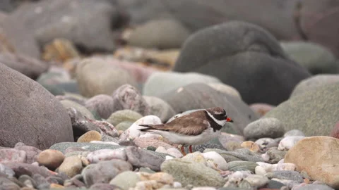 Ringed Plovers Stock Footage 134393928
