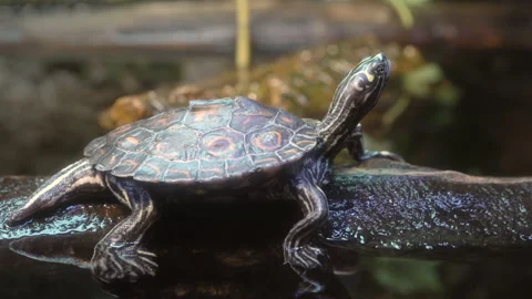 Ringed Sawback Turtle sitting on log 4k | Stock Video | Pond5