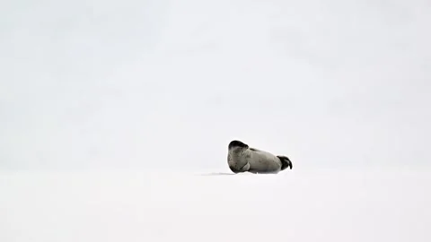 Ringed Seal Pusa Hispida Resting on Arctic Snow Telephoto Shot 4k Stock-Footage 338265902