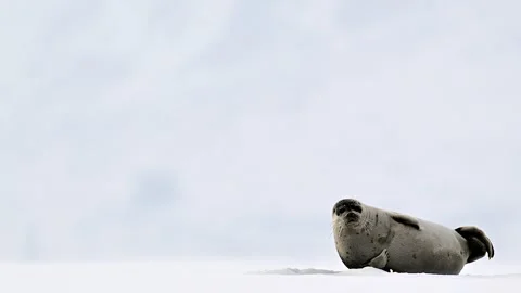 Ringed Seal Pusa Hispida Resting on Arctic Sea Ice in Telephoto View 4k Stock-Footage 338265911