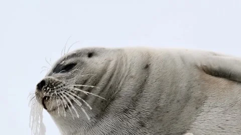 Ringed Seal Pusa Hispida Resting on Ice Close Up 4k Video Stock-Footage 338265992