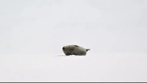 Ringed Seal Pusa Hispida Resting on Arctic Snow 4k Telephoto Video Stock Footage 338265997