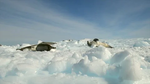 Ringed Seal resting in the Arctic circle during a polar snow storm 스톡 동영상 290160266