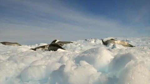 Ringed Seal resting in the Arctic circle during a polar snow storm Stockbeeldmateriaal 297532405