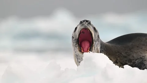 Ringed Seal resting in the Arctic circle during a polar snow storm 库存影片 303649967