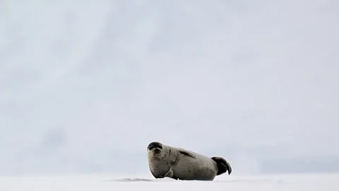 Ringed Seal resting in the Arctic circle during a polar snow storm 库存影片 307092970