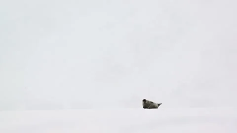 Ringed Seal resting in the Arctic circle during a polar snow storm 库存影片 307092975