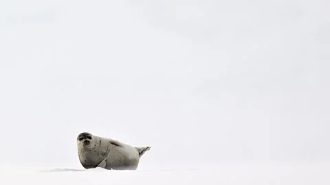Ringed Seal resting in the Arctic circle during a polar snow storm 库存影片 307092999