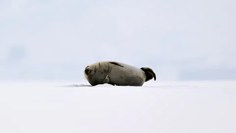 Ringed Seal resting in the Arctic circle during a polar snow storm 库存影片 307093000
