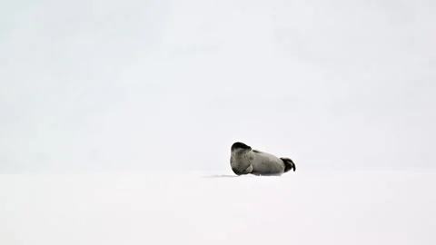 Ringed Seal resting in the Arctic circle during a polar snow storm 库存影片 307093004