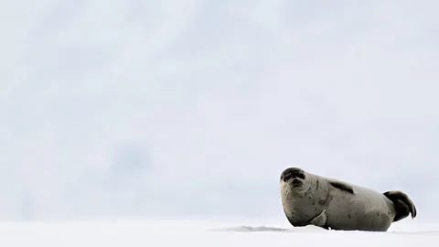 Ringed Seal resting in the Arctic circle during a polar snow storm 库存影片 307093035