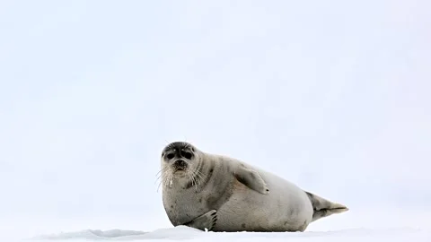 Ringed Seal resting in the Arctic circle during a polar snow storm 库存影片 307093048