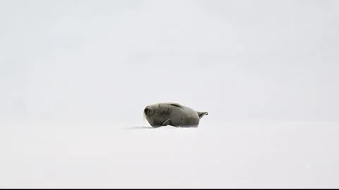 Ringed Seal resting in the Arctic circle during a polar snow storm 库存影片 307093050