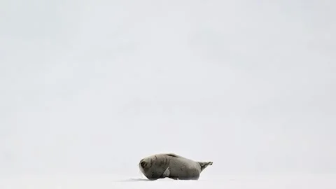 Ringed Seal resting in the Arctic circle during a polar snow storm 库存影片 307093067