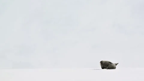 Ringed Seal resting in the Arctic circle during a polar snow storm 库存影片 307093076