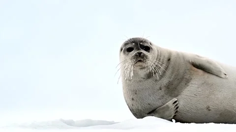 Ringed Seal resting in the Arctic circle during a polar snow storm 库存影片 307093220