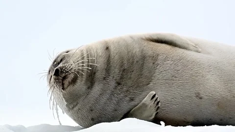Ringed Seal resting in the Arctic circle during a polar snow storm 库存影片 307093221