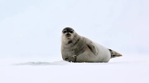 Ringed Seal resting in the Arctic circle during a polar snow storm 库存影片 307093238
