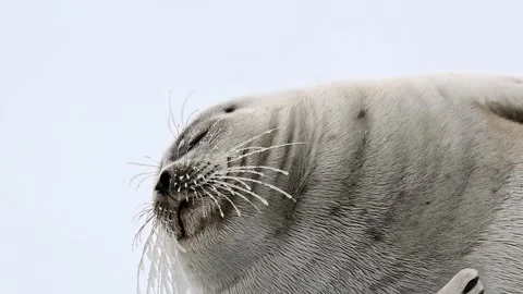 Ringed Seal resting in the Arctic circle during a polar snow storm 库存影片 307093239
