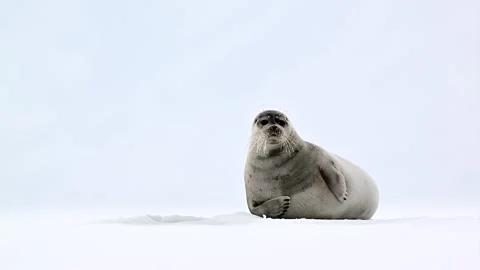 Ringed Seal resting in the Arctic circle during a polar snow storm 库存影片 307093284