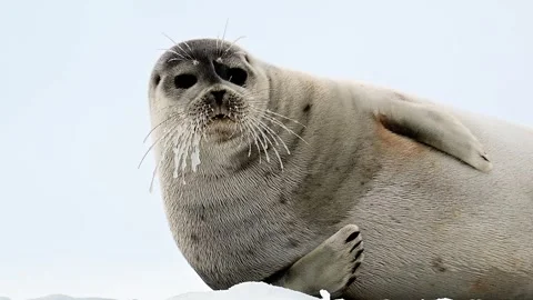 Ringed Seal resting in the Arctic circle during a polar snow storm 库存影片 307093358