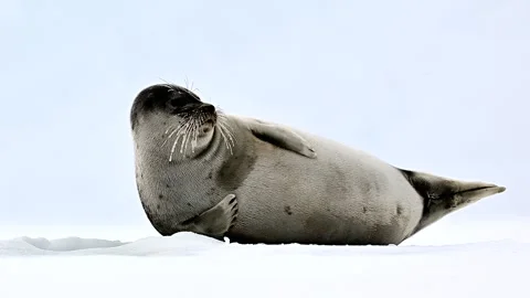 Ringed Seal resting in the Arctic circle during a polar snow storm 库存影片 307093360